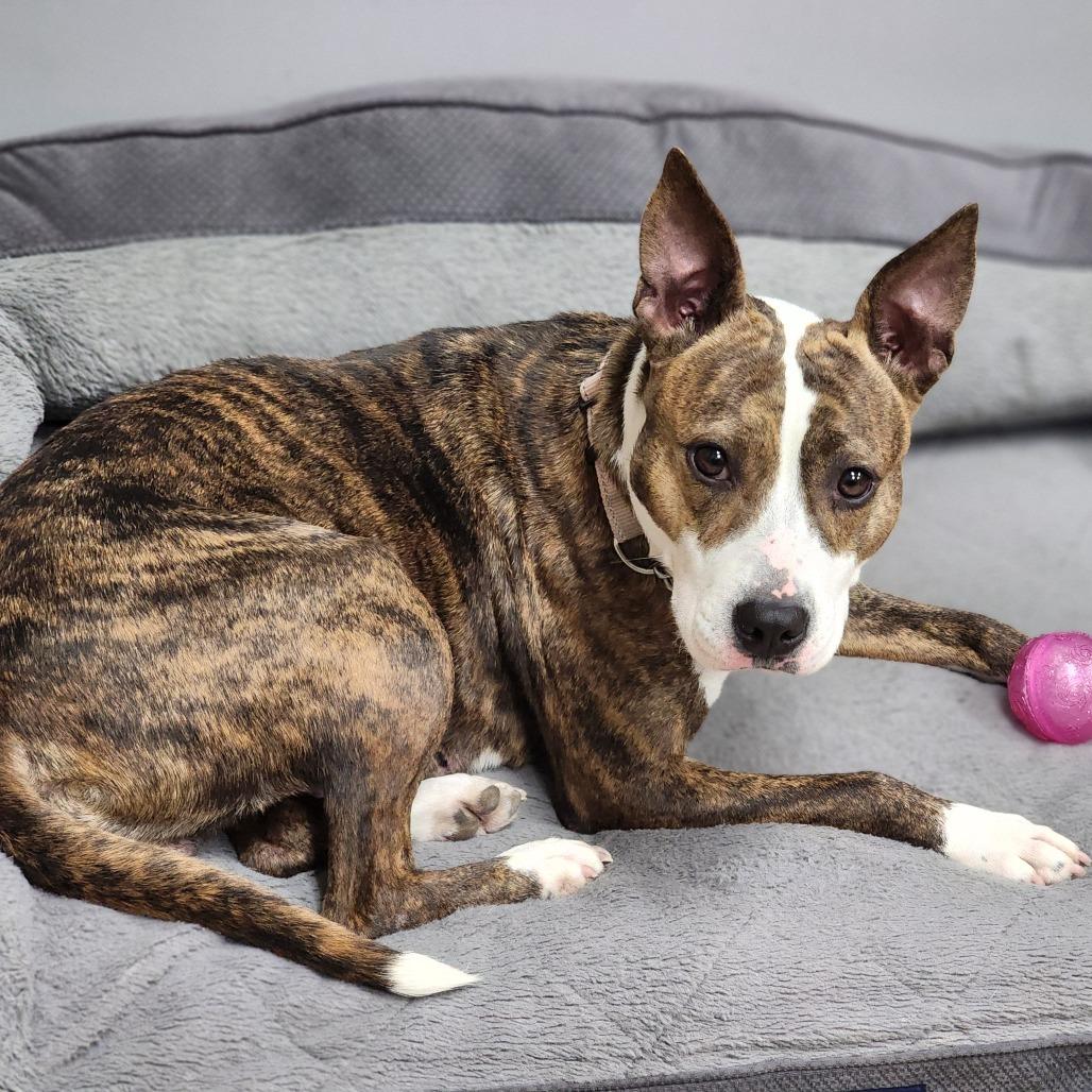 Savina, a Adoptable Mixed Breed in Auburn, AL image 3/6