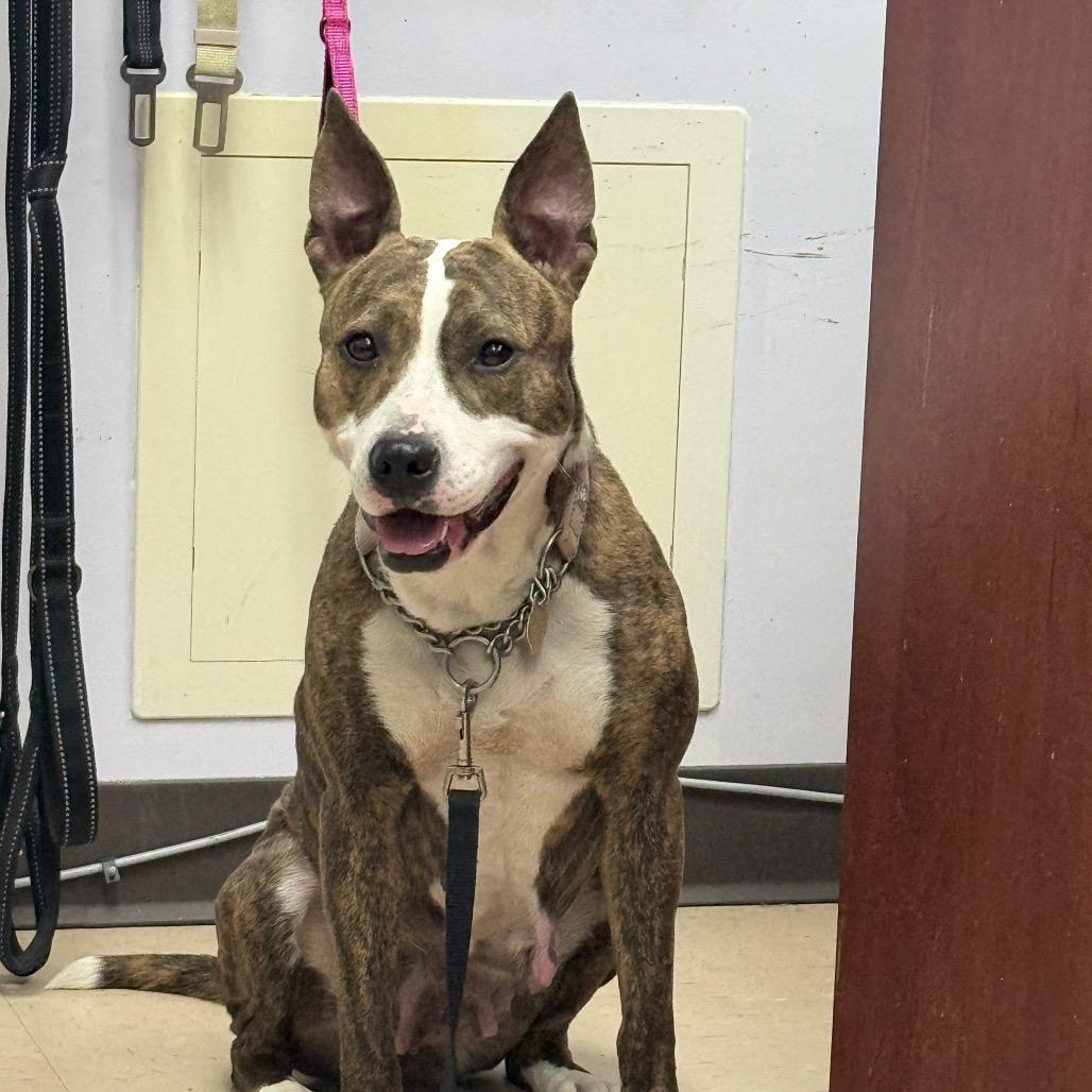 Savina, a Adoptable Mixed Breed in Auburn, AL image 4/6