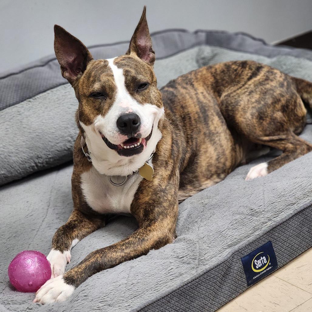 Savina, a Adoptable Mixed Breed in Auburn, AL image 5/6