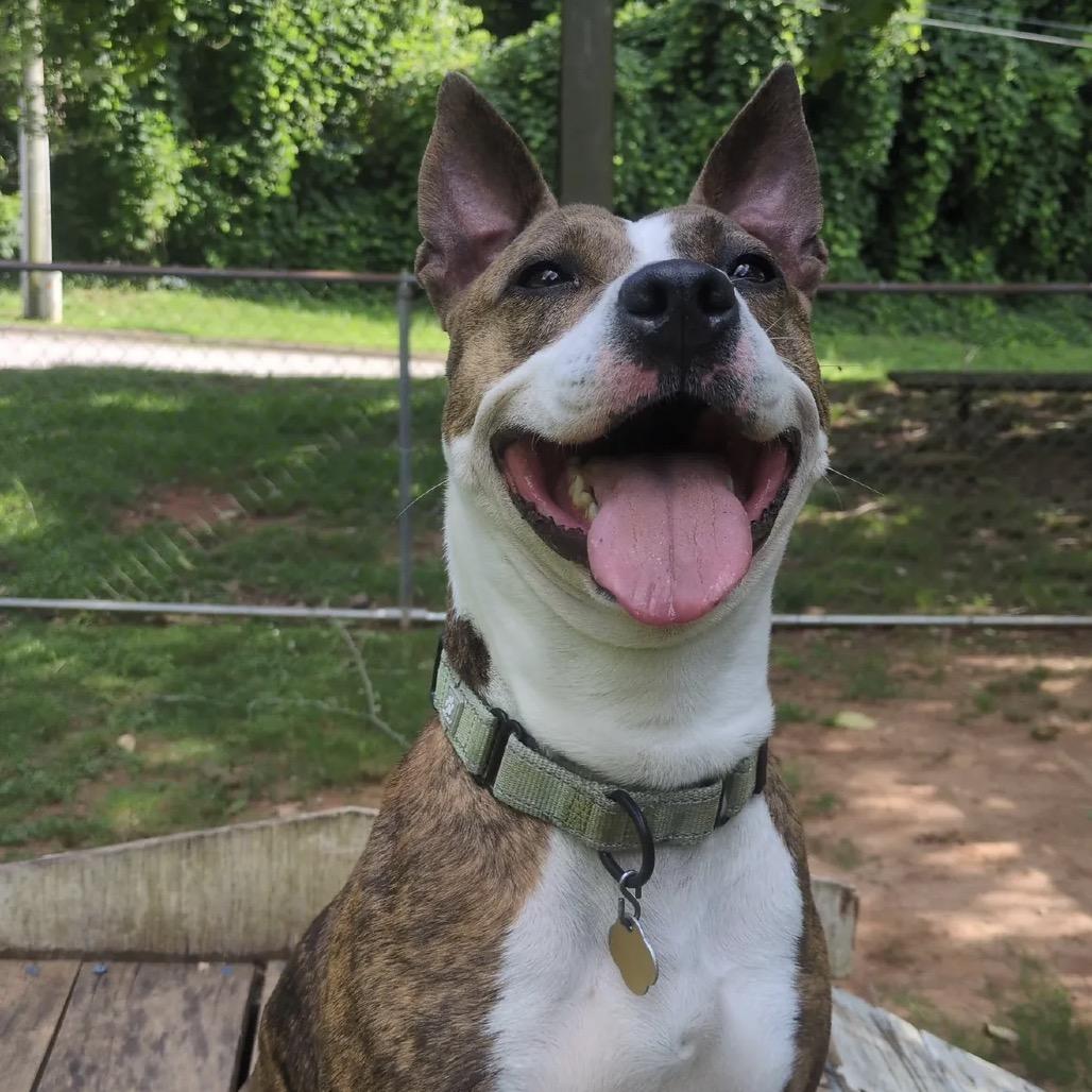Enlarge Savina, a Adoptable Mixed Breed in Auburn, AL image 4/6