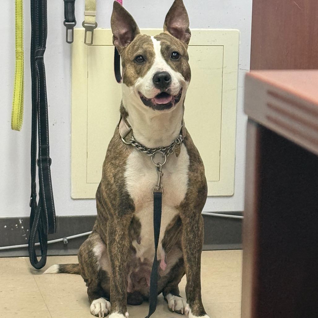 Savina, a Adoptable Mixed Breed in Auburn, AL image 6/6