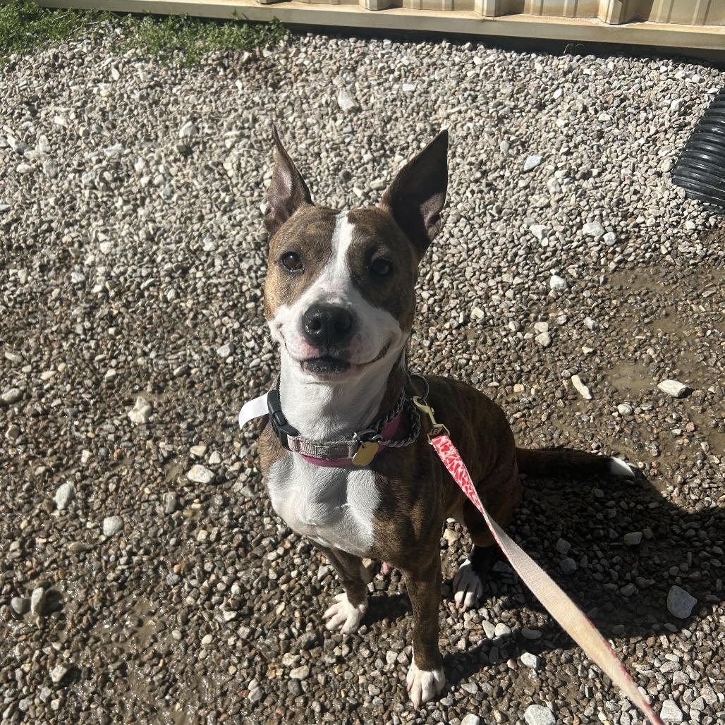 Enlarge Savina, a Adoptable Mixed Breed in Auburn, AL image 5/6