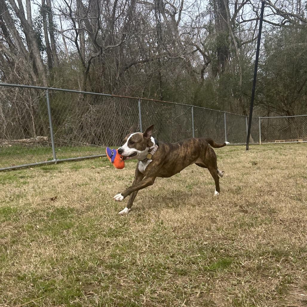 Enlarge Savina, a Adoptable Mixed Breed in Auburn, AL image 6/6