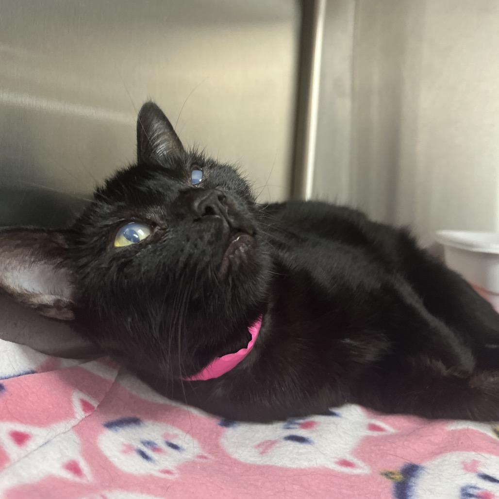 Ms. Noir — thumbnail 2