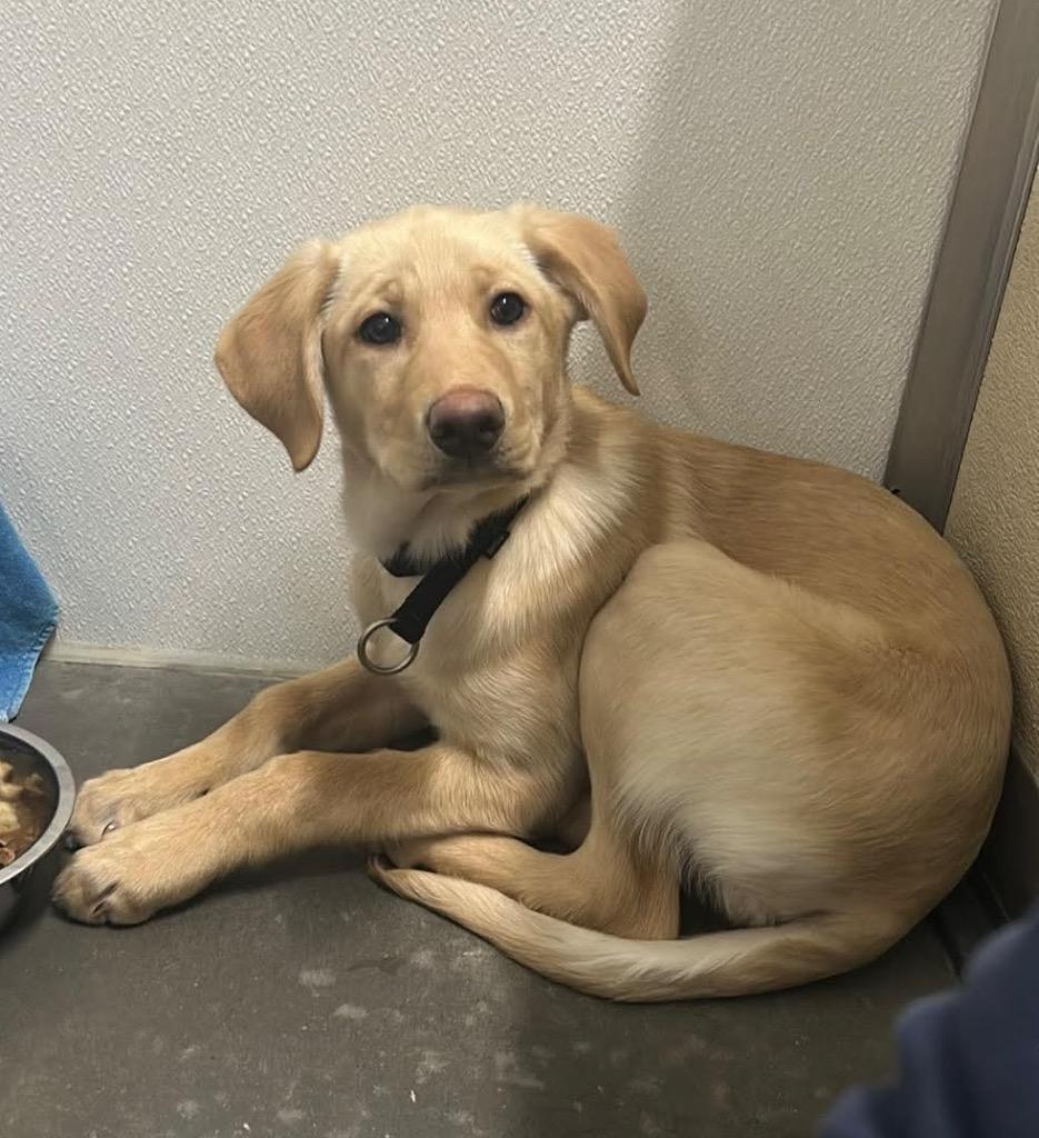 Enlarge Sandy, a Adoptable mixed breed in Yellowknife, NT image 1/1