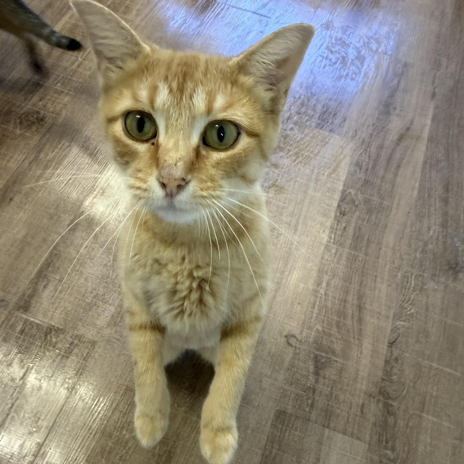 Sunny, Adoptable, Adult Female Domestic Short Hair.