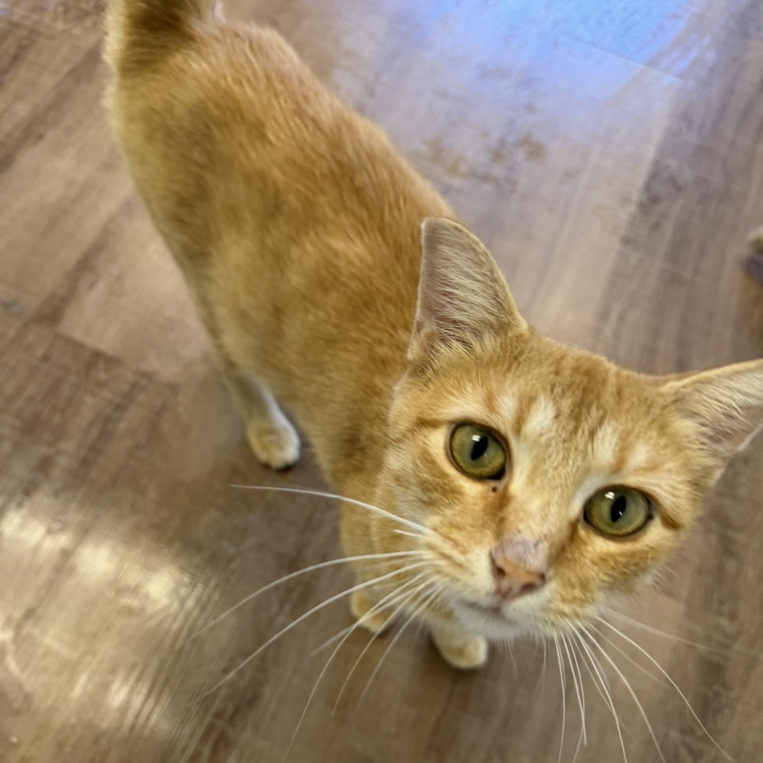 Enlarge Sunny, a Adoptable Domestic Short Hair in Alma, MI image 2/2