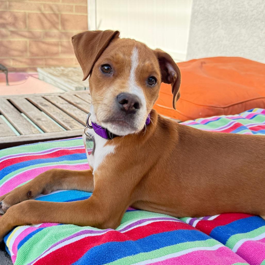 Enlarge Clyde, a Adoptable mixed breed in Los Angeles, CA image 1/5