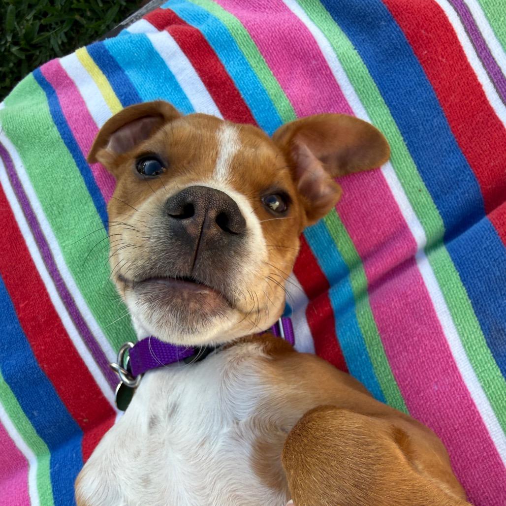 Enlarge Clyde, a Adoptable mixed breed in Los Angeles, CA image 2/5