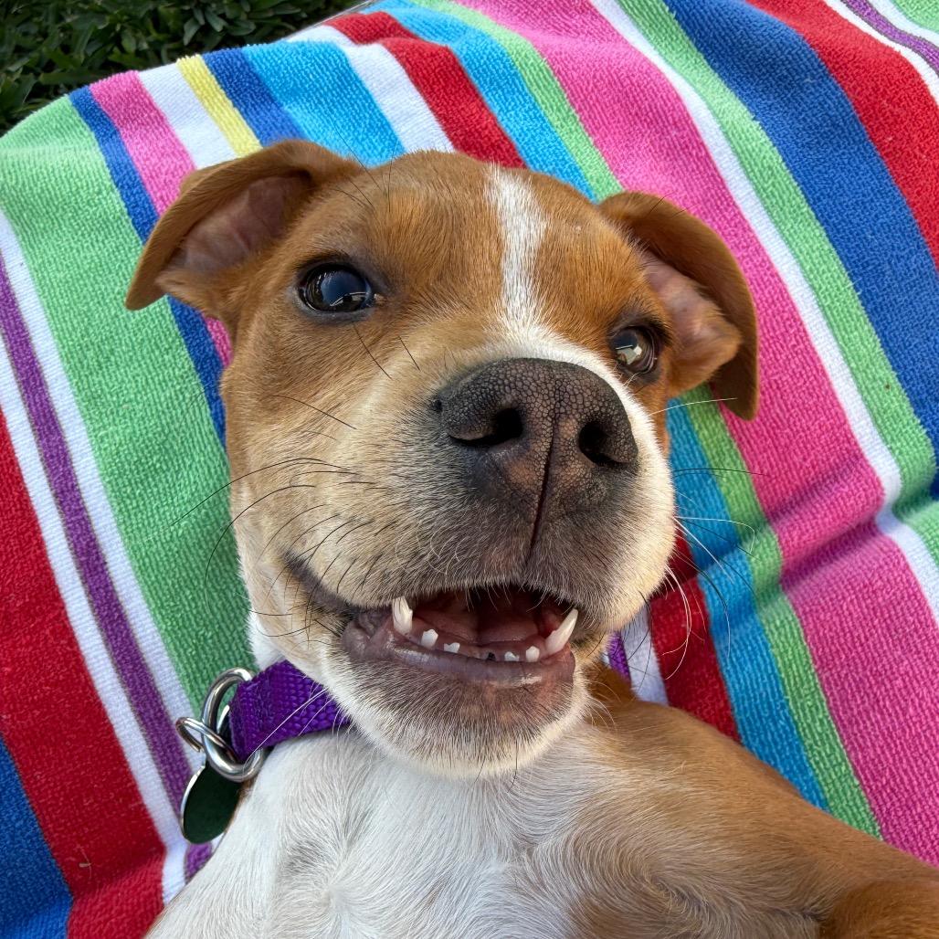 Enlarge Clyde, a Adoptable mixed breed in Los Angeles, CA image 3/5