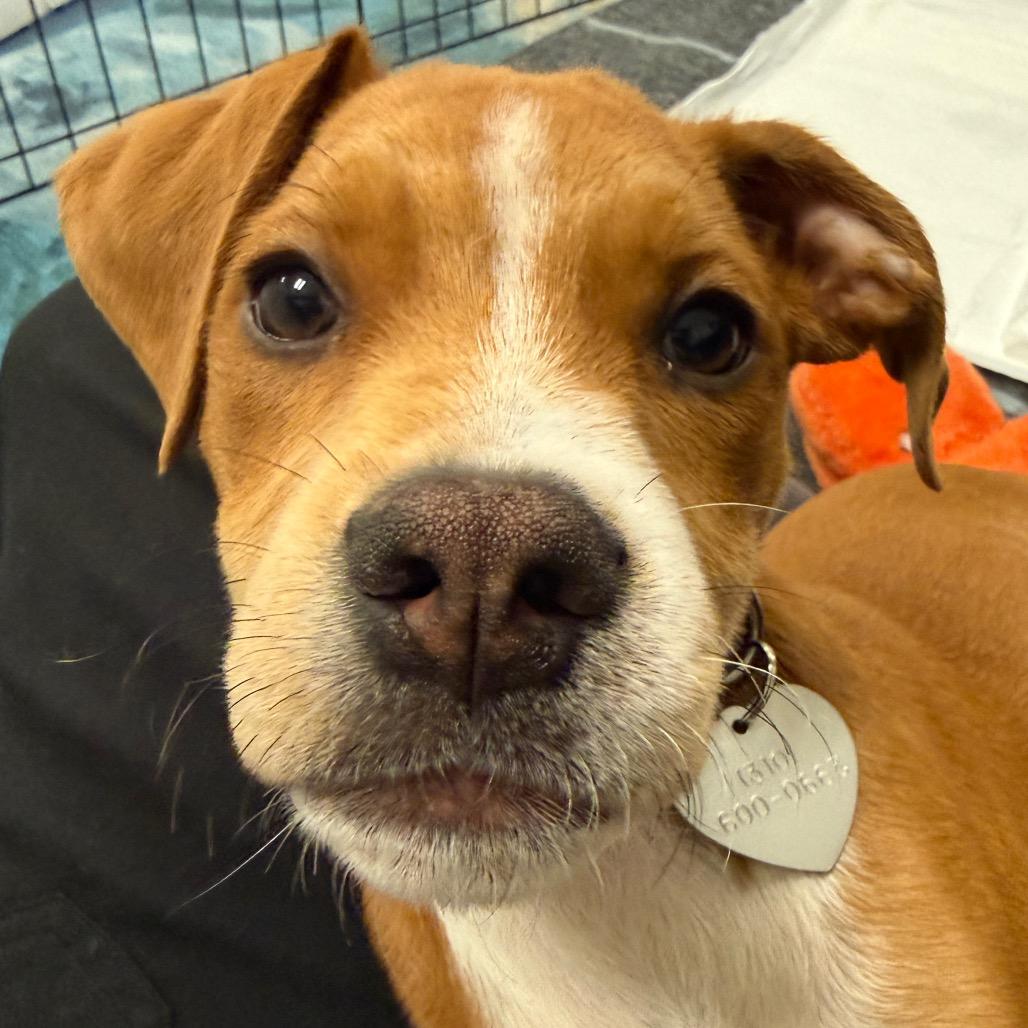 Enlarge Clyde, a Adoptable mixed breed in Los Angeles, CA image 4/5