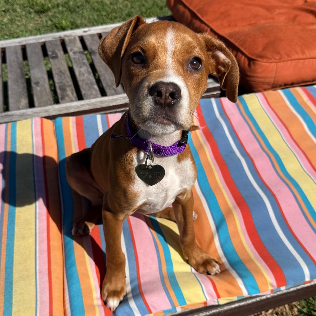 Enlarge Clyde, a Adoptable mixed breed in Los Angeles, CA image 5/5