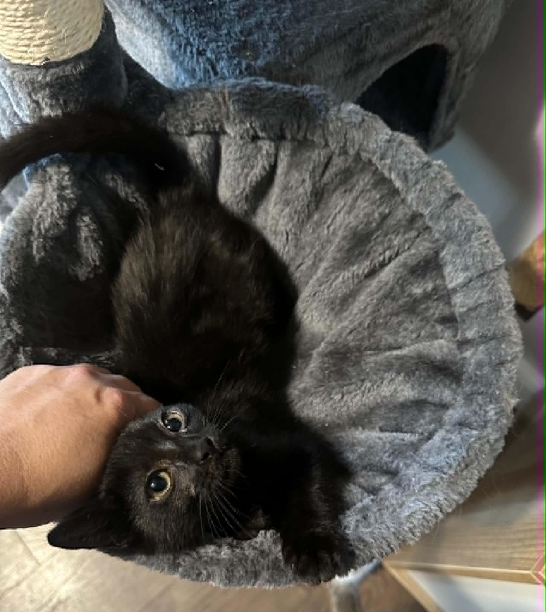 Squeak, an adopted Domestic Short Hair in Tehachapi, CA image 2/3