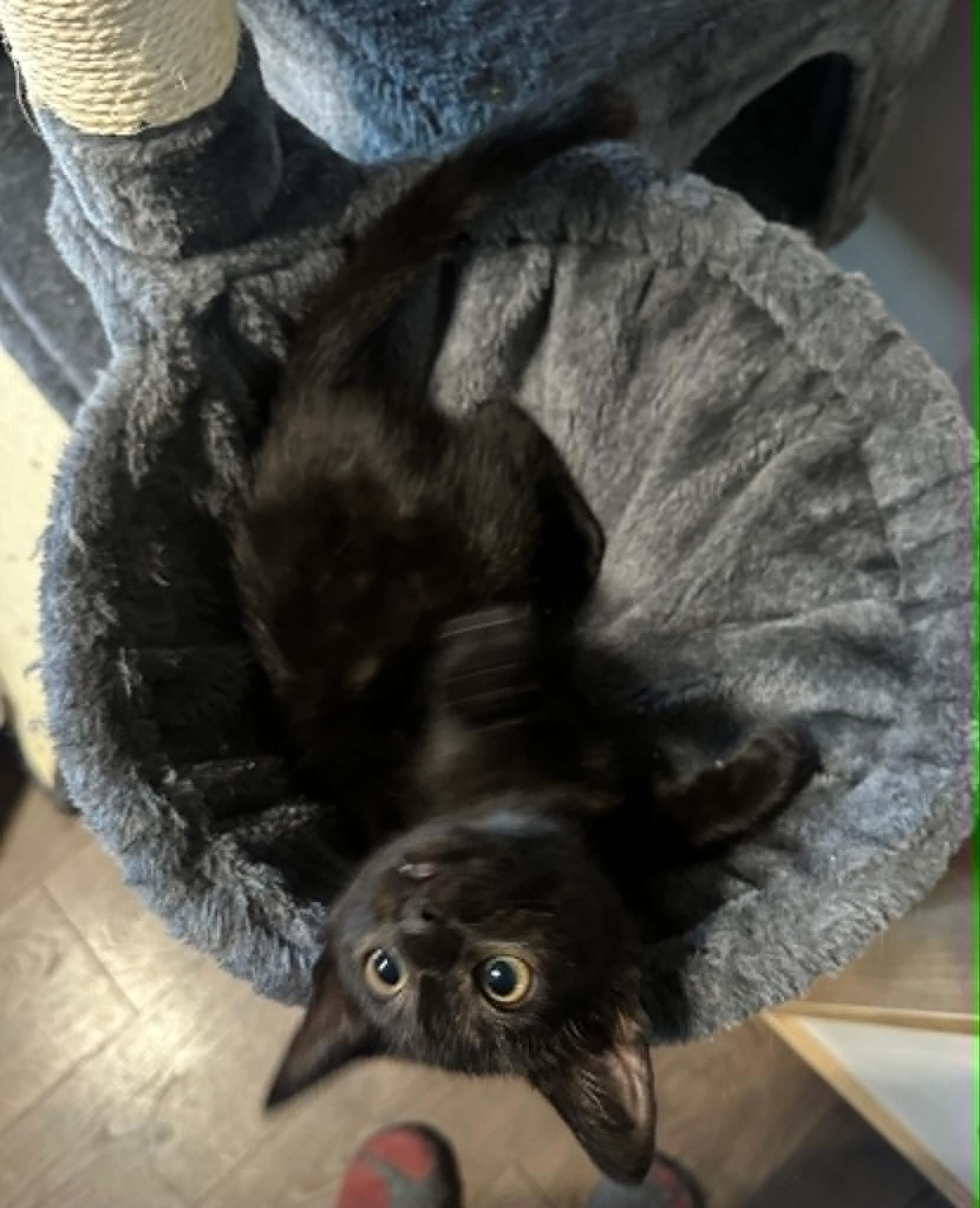 Squeak, an adopted Domestic Short Hair in Tehachapi, CA image 3/3