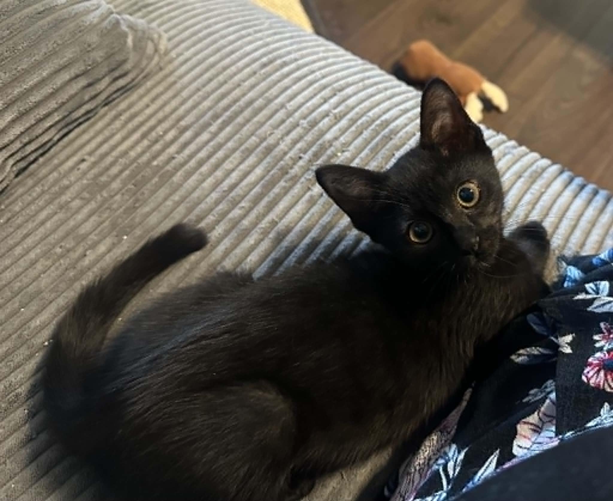 Squeak, adopted, Kitten Female Domestic Short Hair.