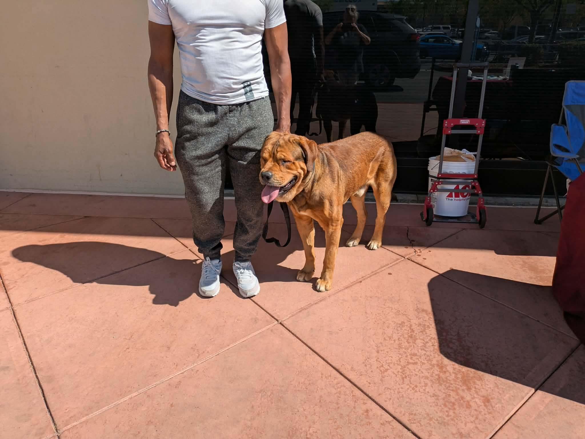 Enlarge Hayden, a ADOPTABLE Mastiff in Tracy, CA image 4/5