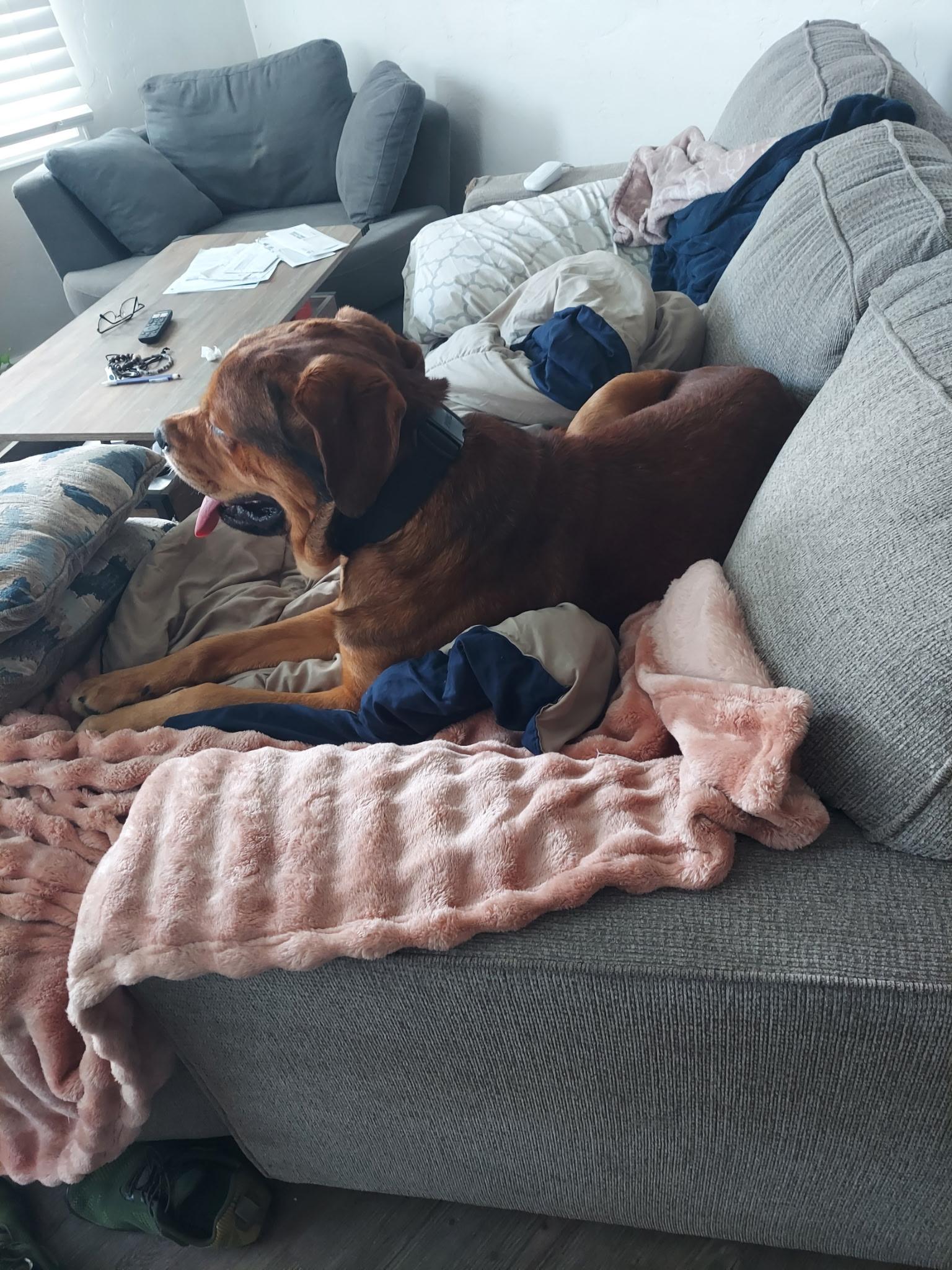 Enlarge Hayden, a ADOPTABLE Mastiff in Tracy, CA image 5/5