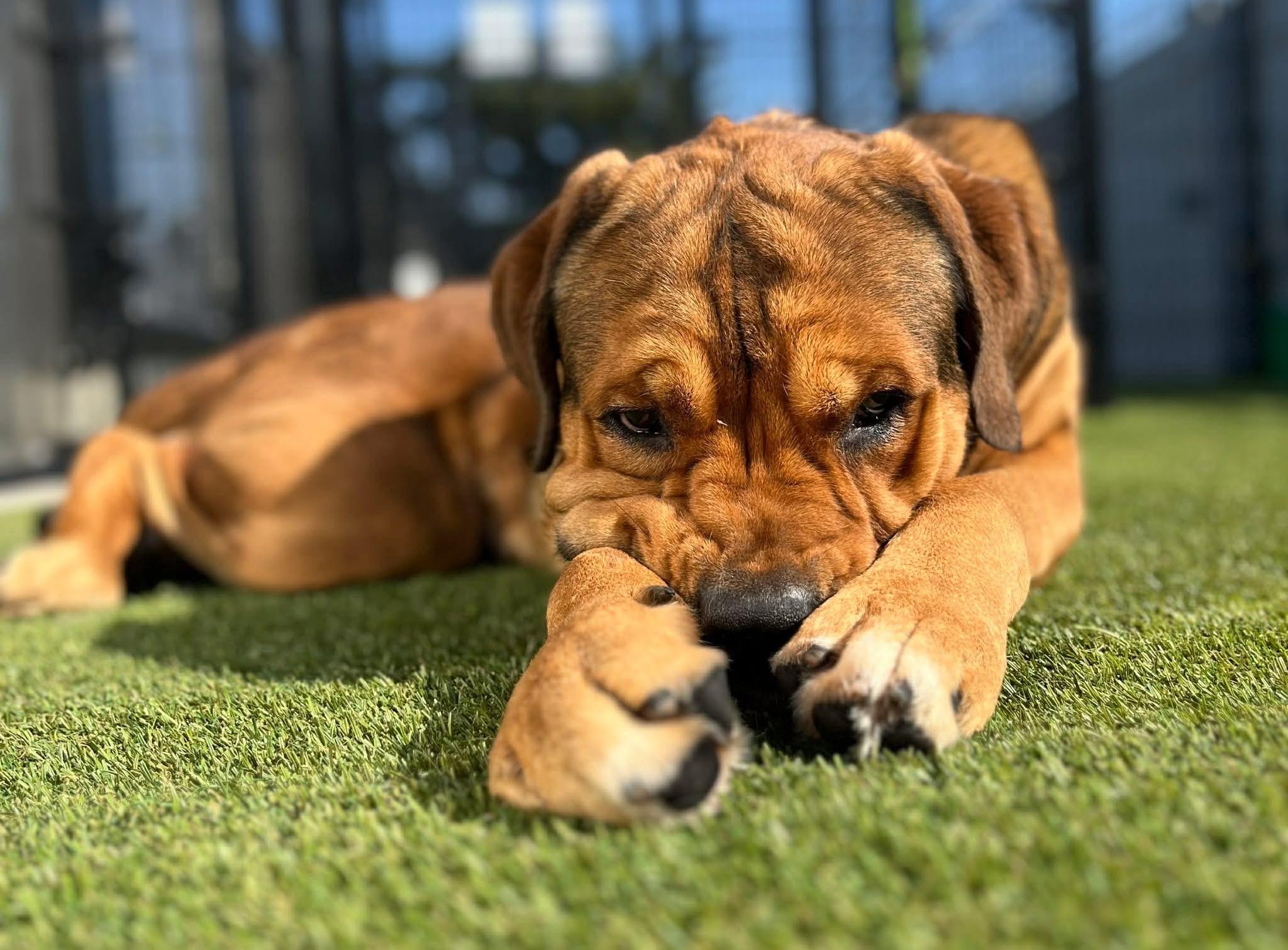 Enlarge Hayden, a ADOPTABLE Mastiff in Tracy, CA image 2/5