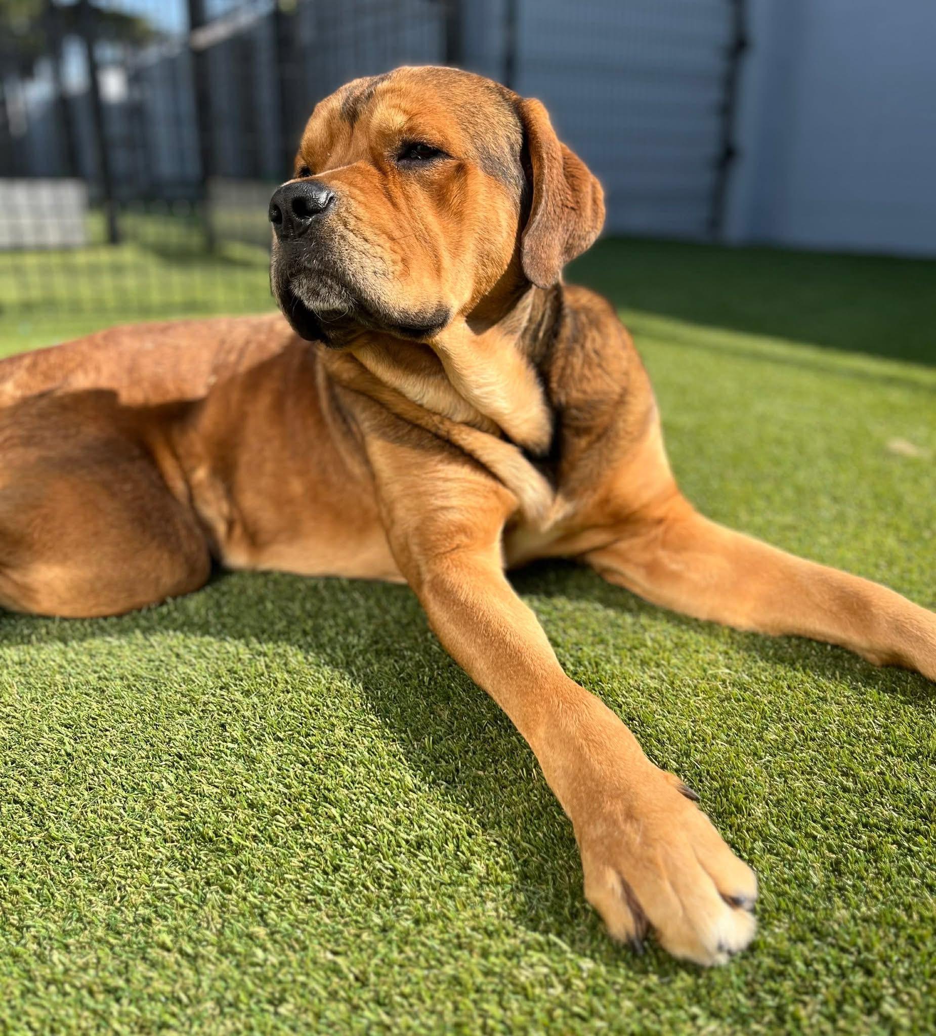 Hayden, ADOPTABLE, Young Male Mastiff.