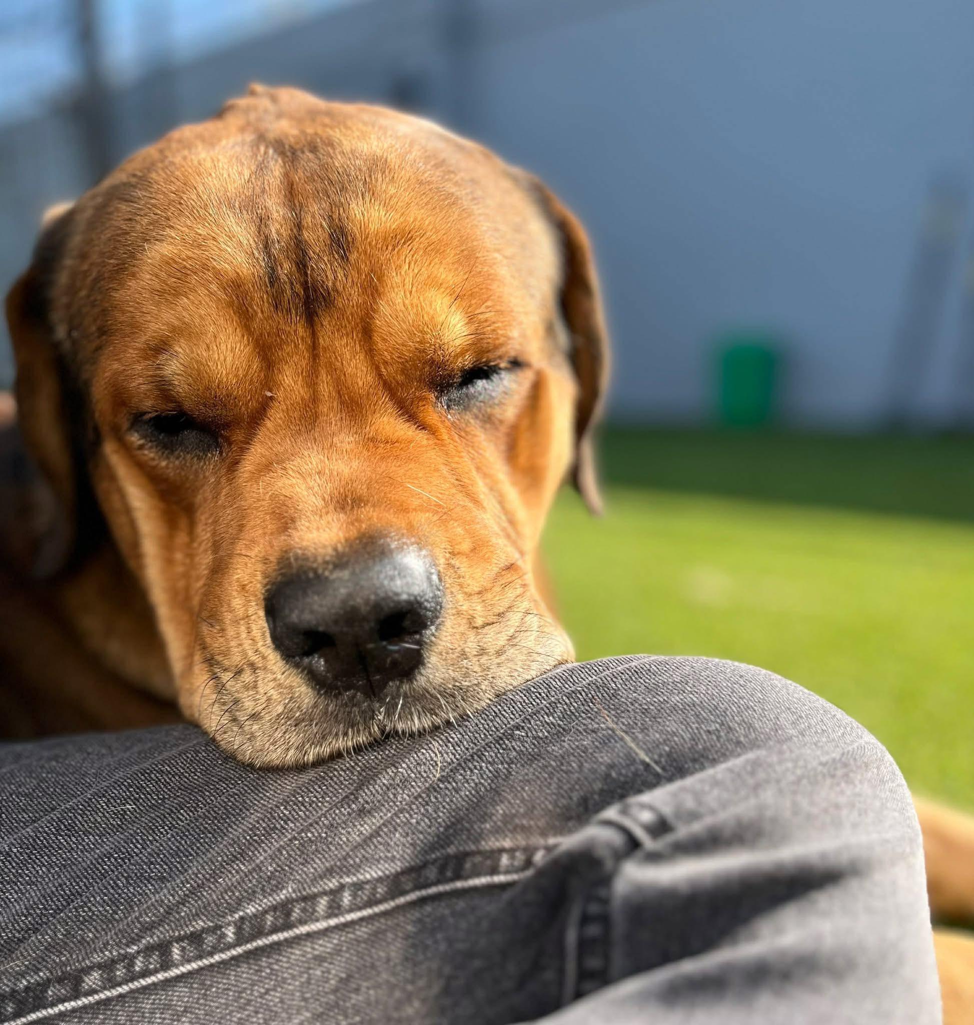 Enlarge Hayden, a ADOPTABLE Mastiff in Tracy, CA image 3/5