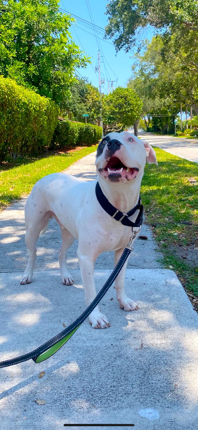 Oci, Adoptable, Adult Male American Bulldog.