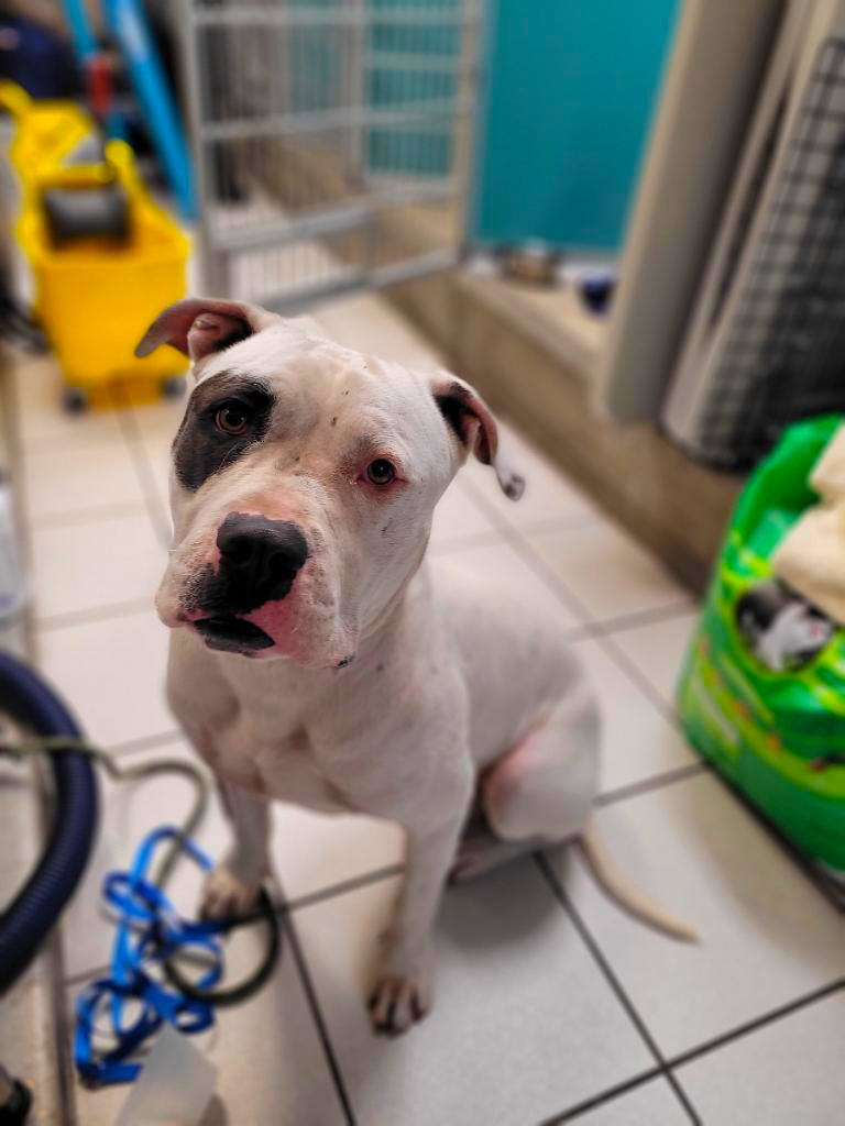 Enlarge Oci, a Adoptable mixed breed in Margate, FL image 2/6