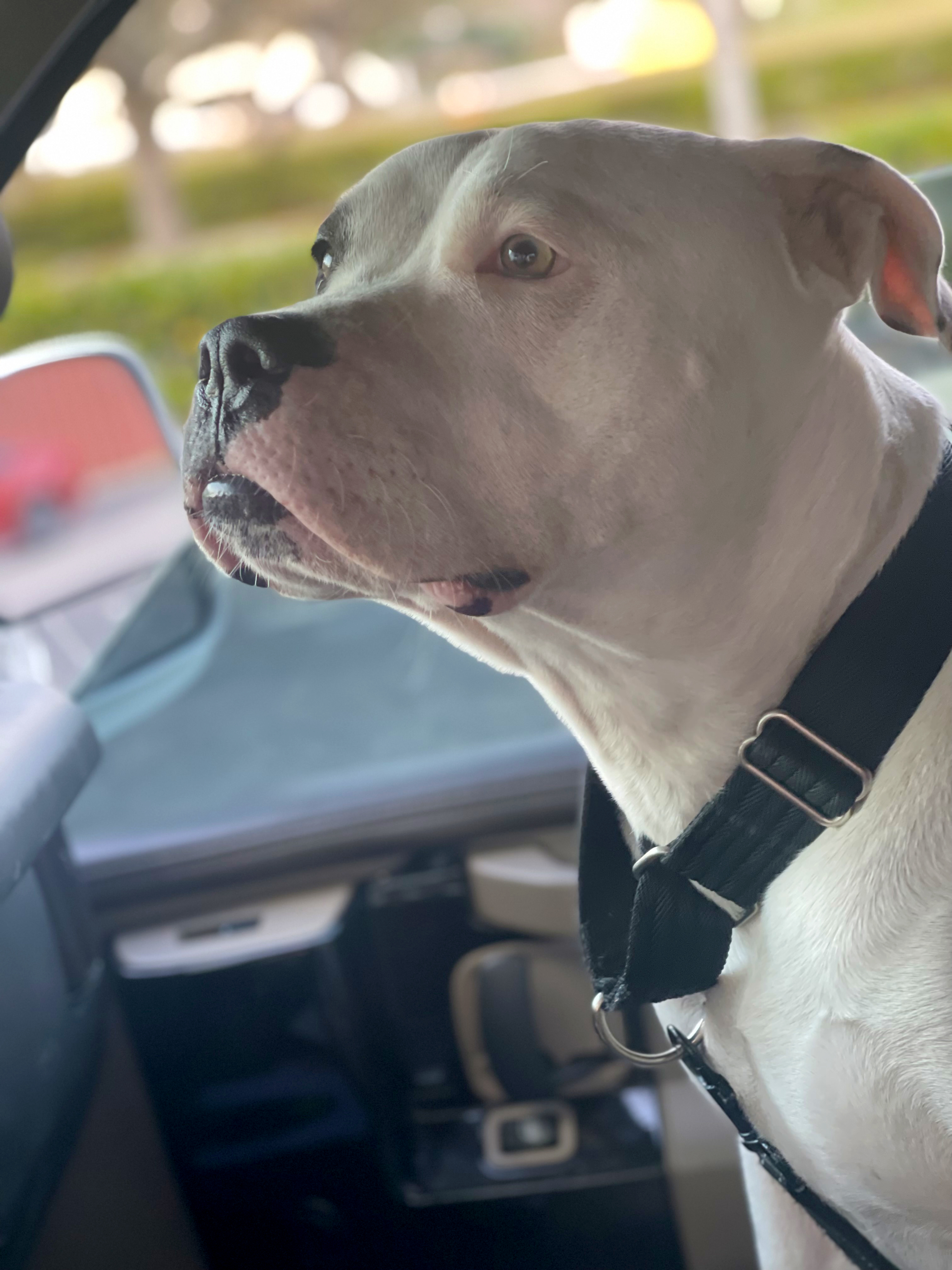 Enlarge Oci, a Adoptable mixed breed in Margate, FL image 3/6