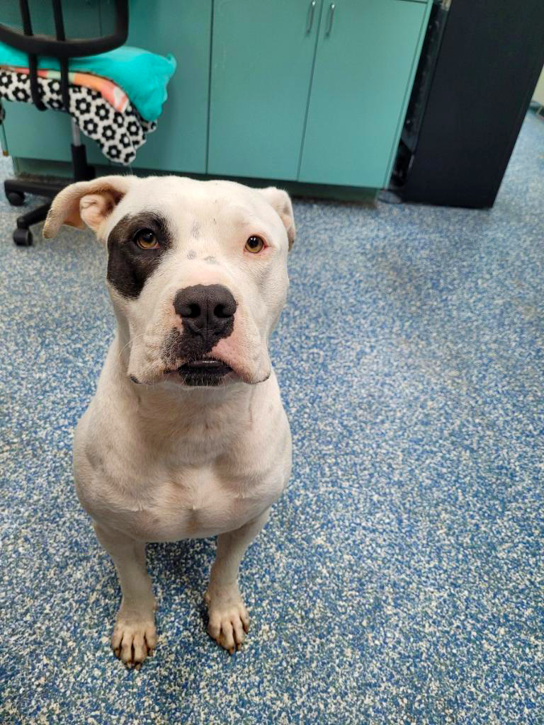 Enlarge Oci, a Adoptable mixed breed in Margate, FL image 4/6