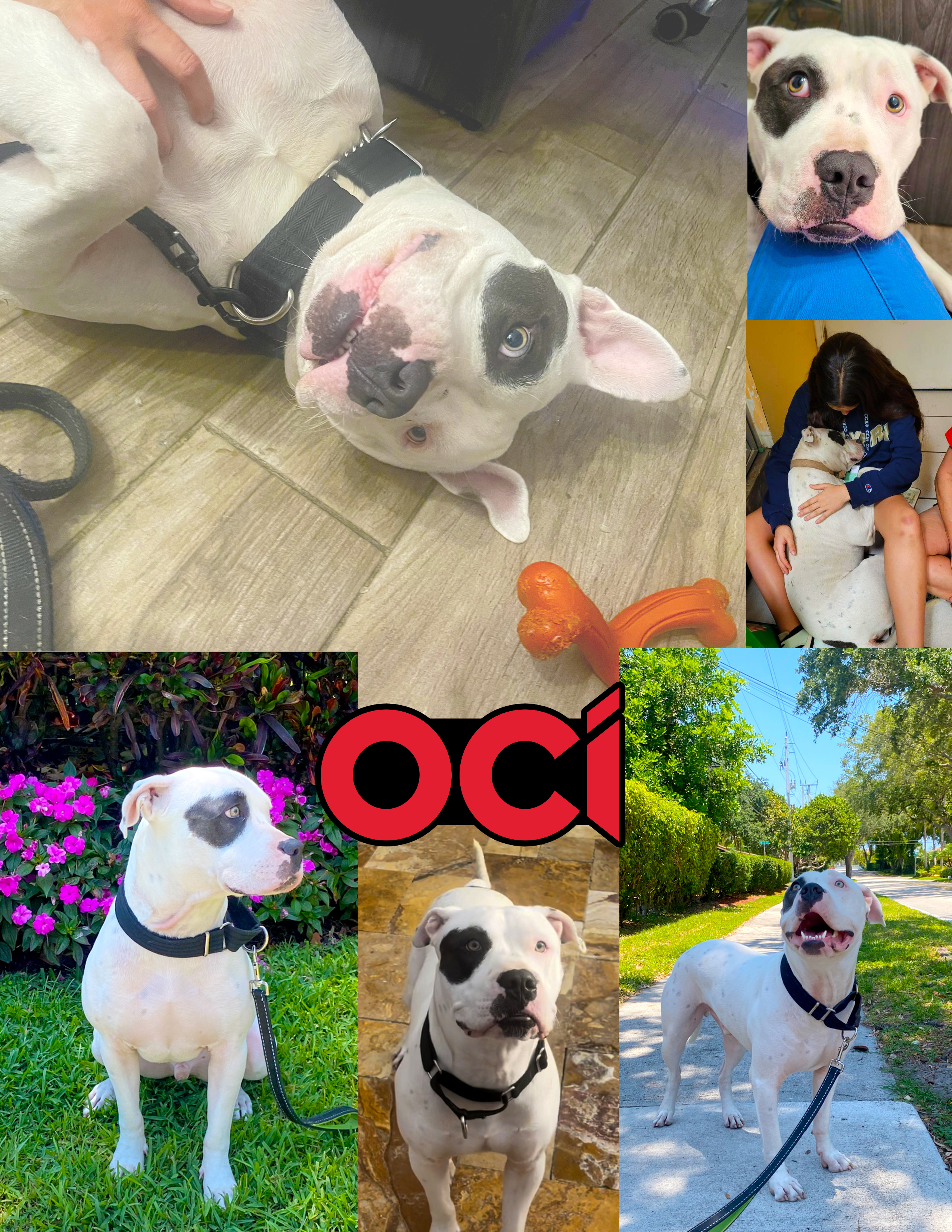 Enlarge Oci, a Adoptable mixed breed in Margate, FL image 5/6