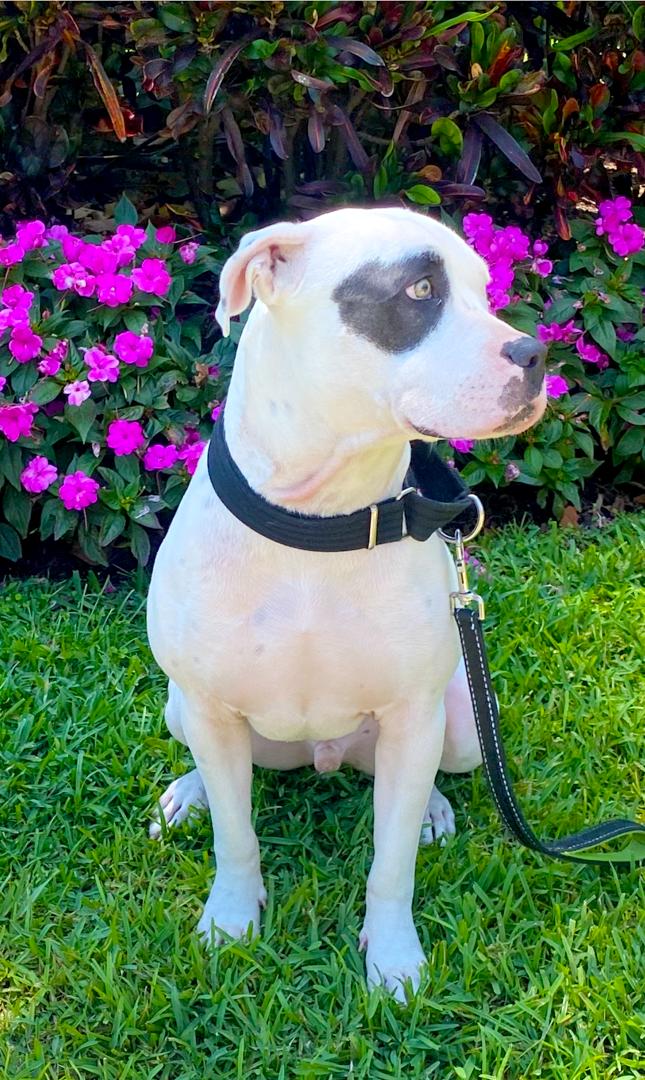 Enlarge Oci, a Adoptable mixed breed in Margate, FL image 6/6