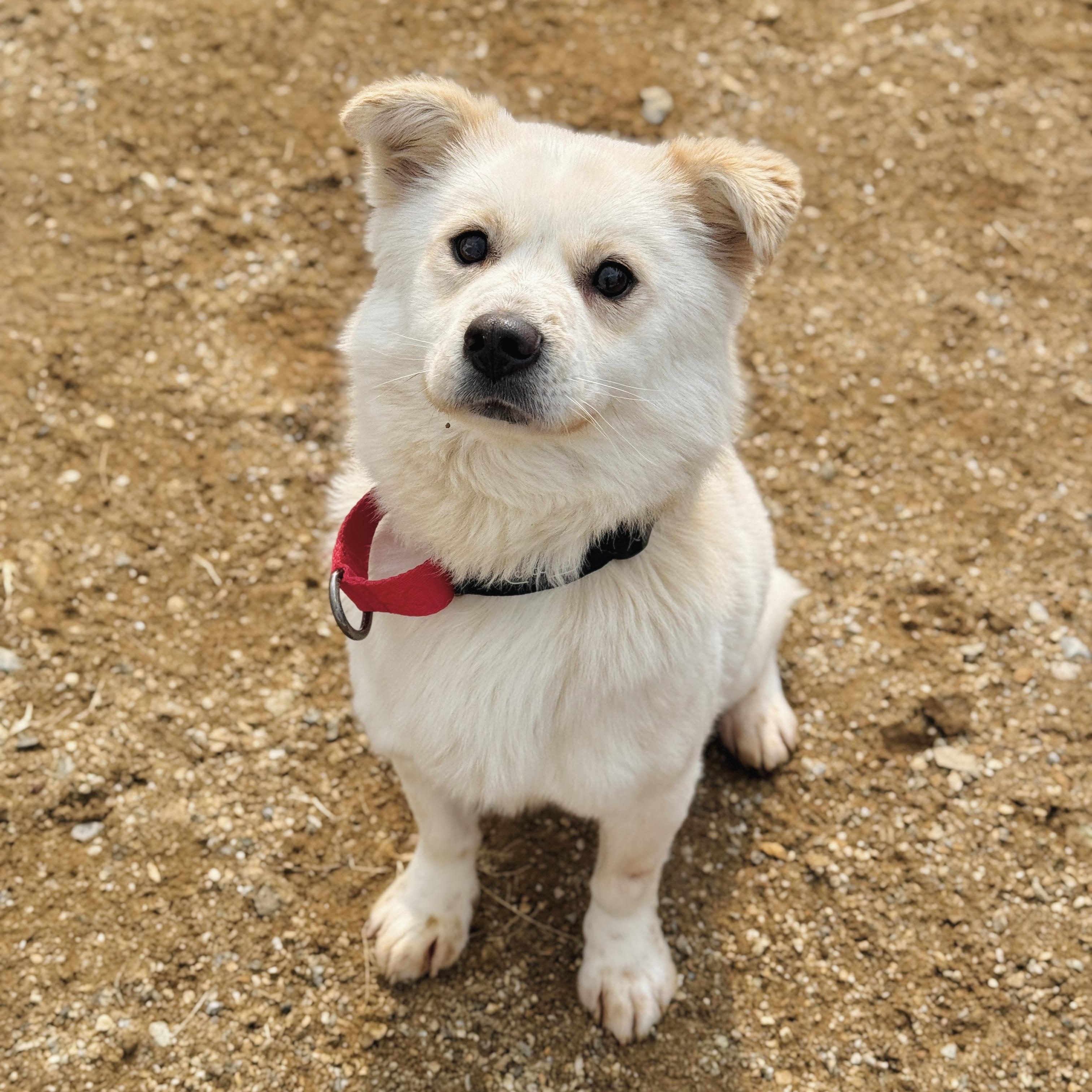 DANNY, an adopted mixed breed in Centreville, VA image 2/6