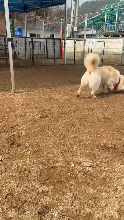 Enlarge DANNY, an adopted mixed breed in Centreville, VA video 6/6