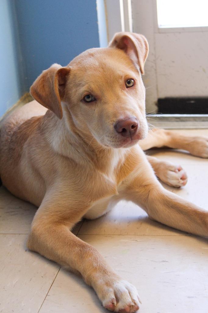 Drizzy Drake, Adoptable, Puppy Male American Staffordshire Terrier.