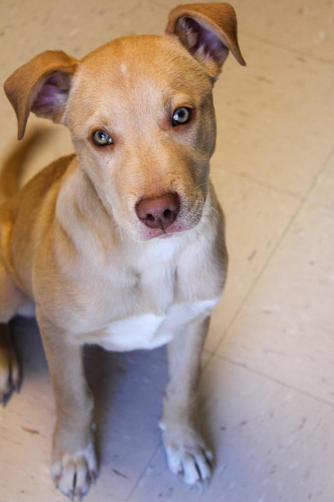 Enlarge Drizzy Drake, a Adoptable American Staffordshire Terrier in Morgantown, KY image 2/2