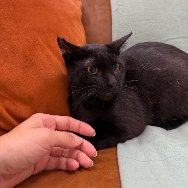 Jack Simpson — thumbnail 4