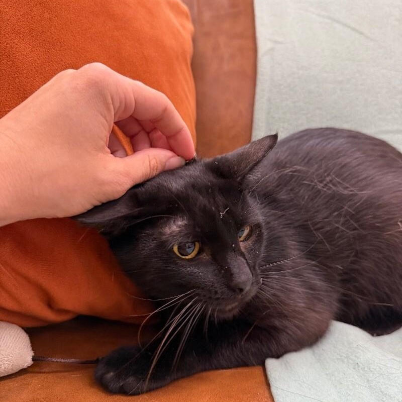 Jack Simpson — thumbnail 5