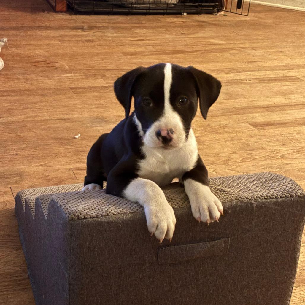 Indy — thumbnail 2