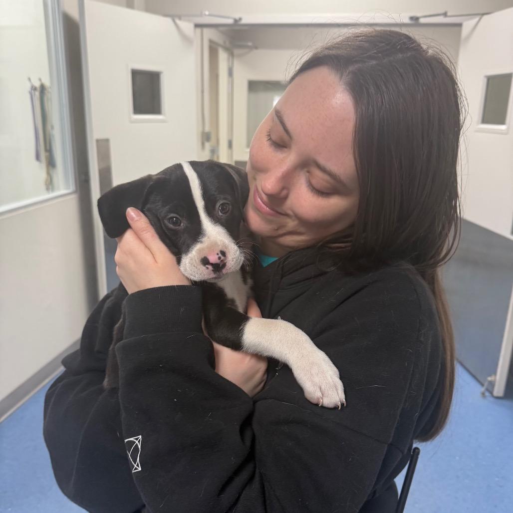 Indy — thumbnail 3