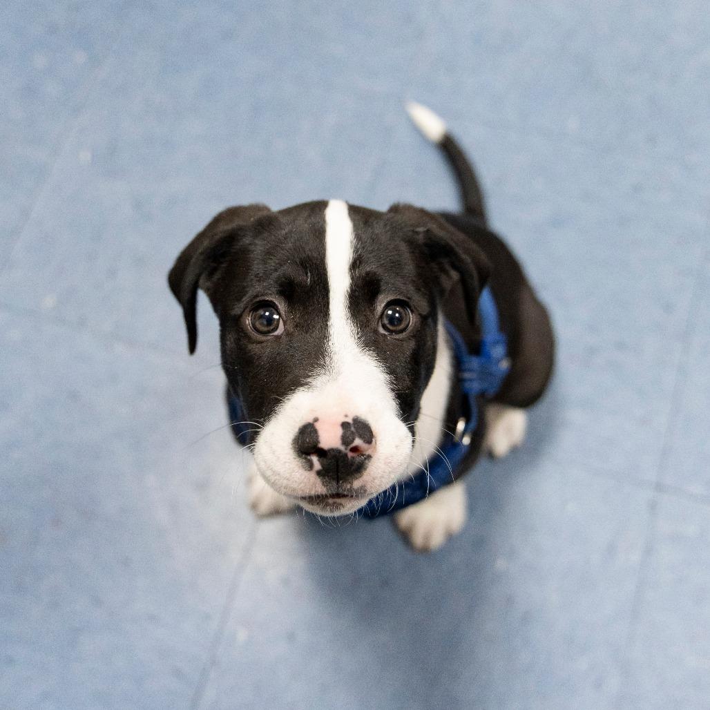 Indy — thumbnail 5