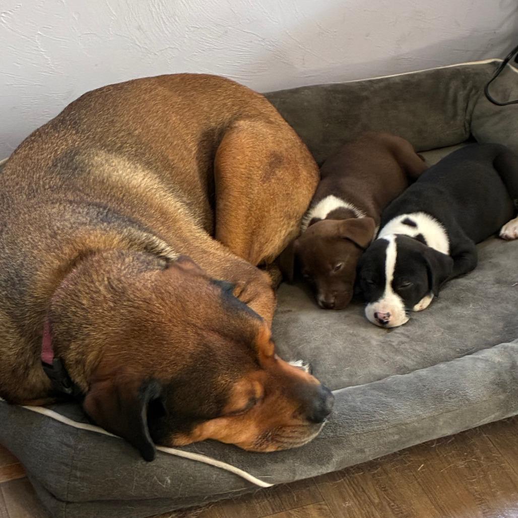 Indy — thumbnail 6