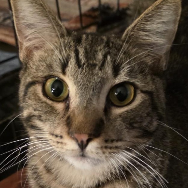 Enlarge Bear, a ADOPTABLE Domestic Short Hair in Fresno, CA image 1/2