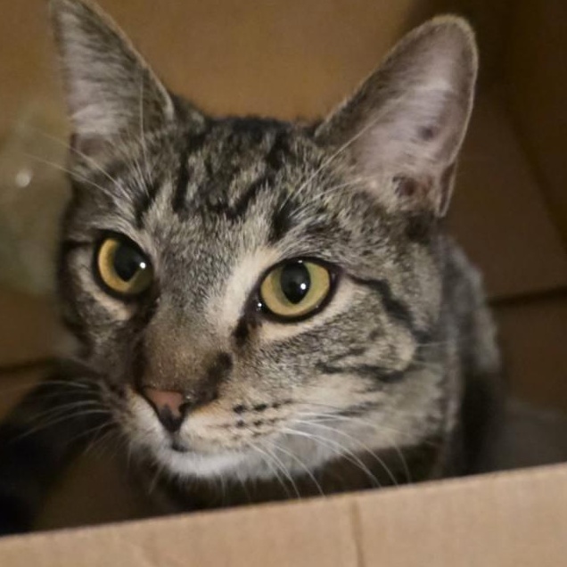 Enlarge Bear, a ADOPTABLE Domestic Short Hair in Fresno, CA image 2/2