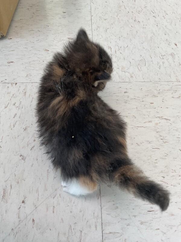 Enlarge Sassy, a Adoptable Domestic Short Hair in Hobbs, NM image 1/4