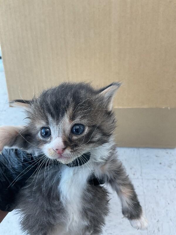 Enlarge Sassy, a Adoptable Domestic Short Hair in Hobbs, NM image 2/4