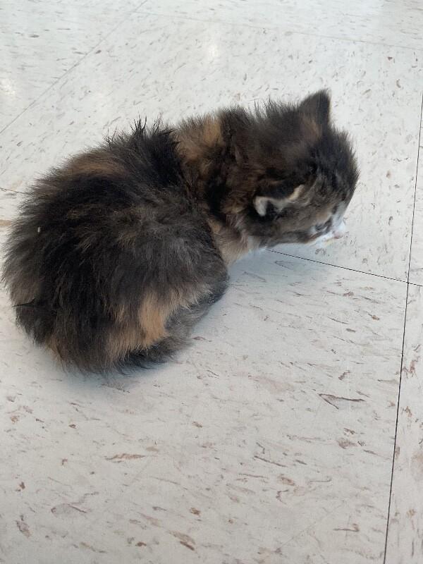 Enlarge Sassy, a Adoptable Domestic Short Hair in Hobbs, NM image 3/4