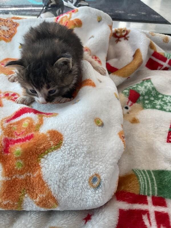 Enlarge Sassy, a Adoptable Domestic Short Hair in Hobbs, NM image 4/4