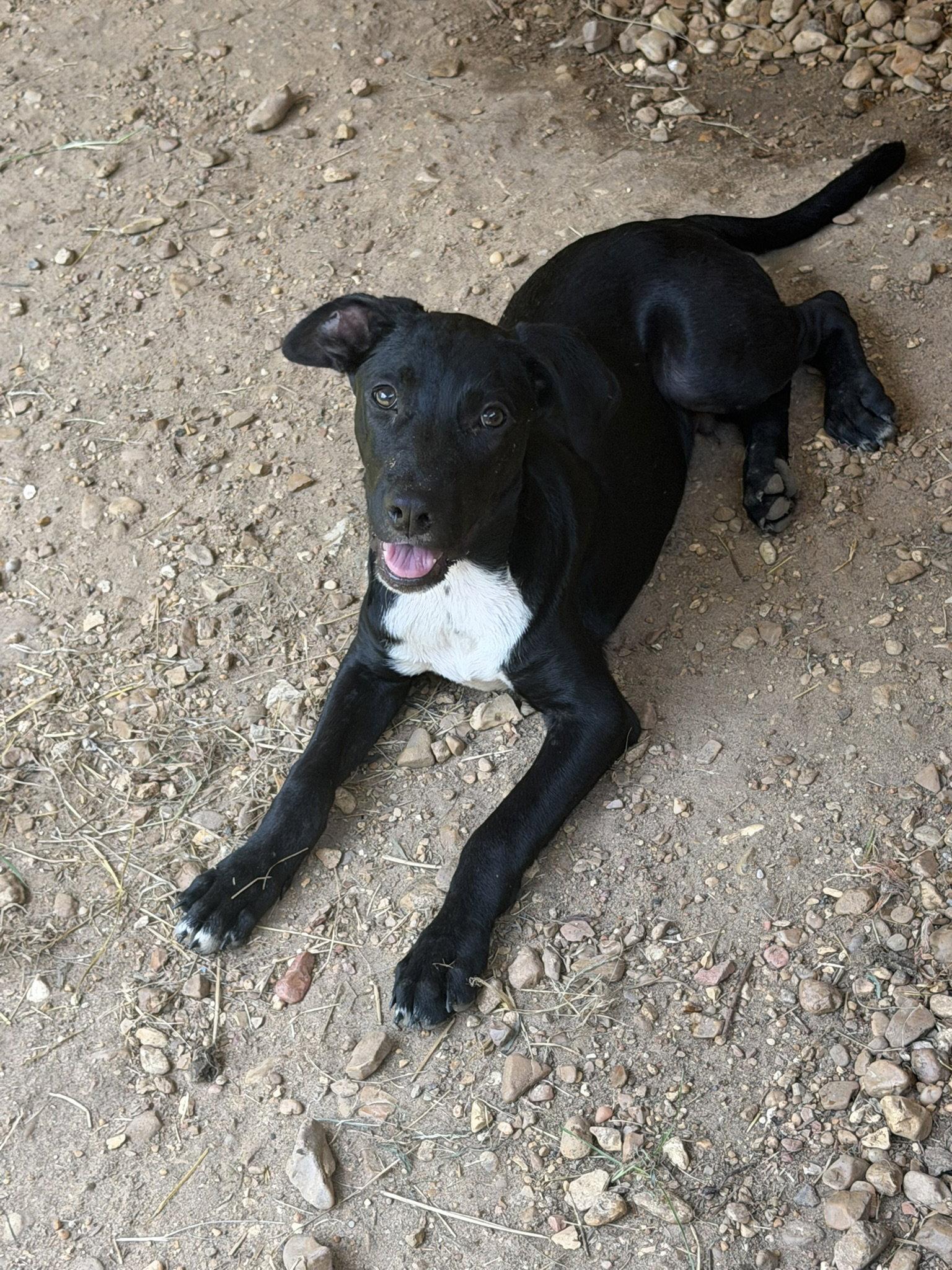 Thumper, Adoptable, Young Male Labrador Retriever & Rat Terrier.