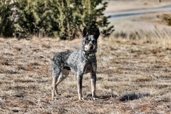 STARK, Adoptable, Young Male Mixed Breed.