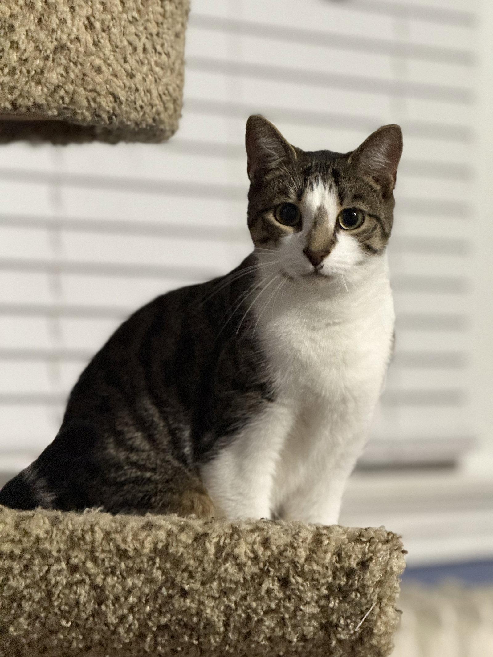 Hickory, Adopted, Adult Male Domestic Short Hair.