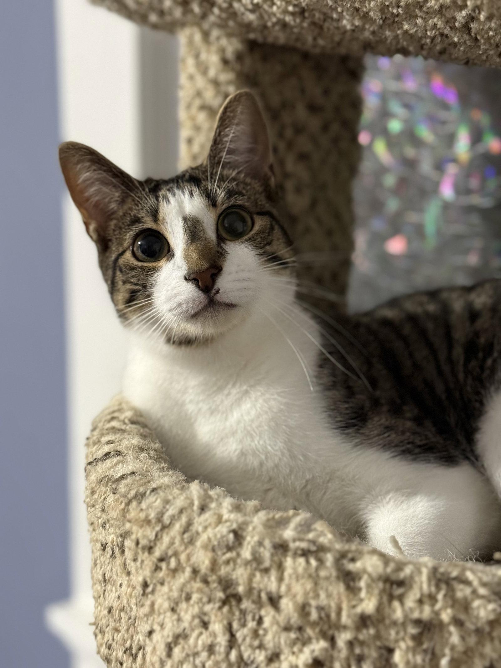 Enlarge Hickory, a Adopted Domestic Short Hair in Newtown Square, PA image 2/3